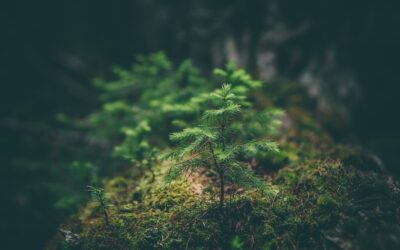Can People Make Use of The Greenhouse Effect? Copy